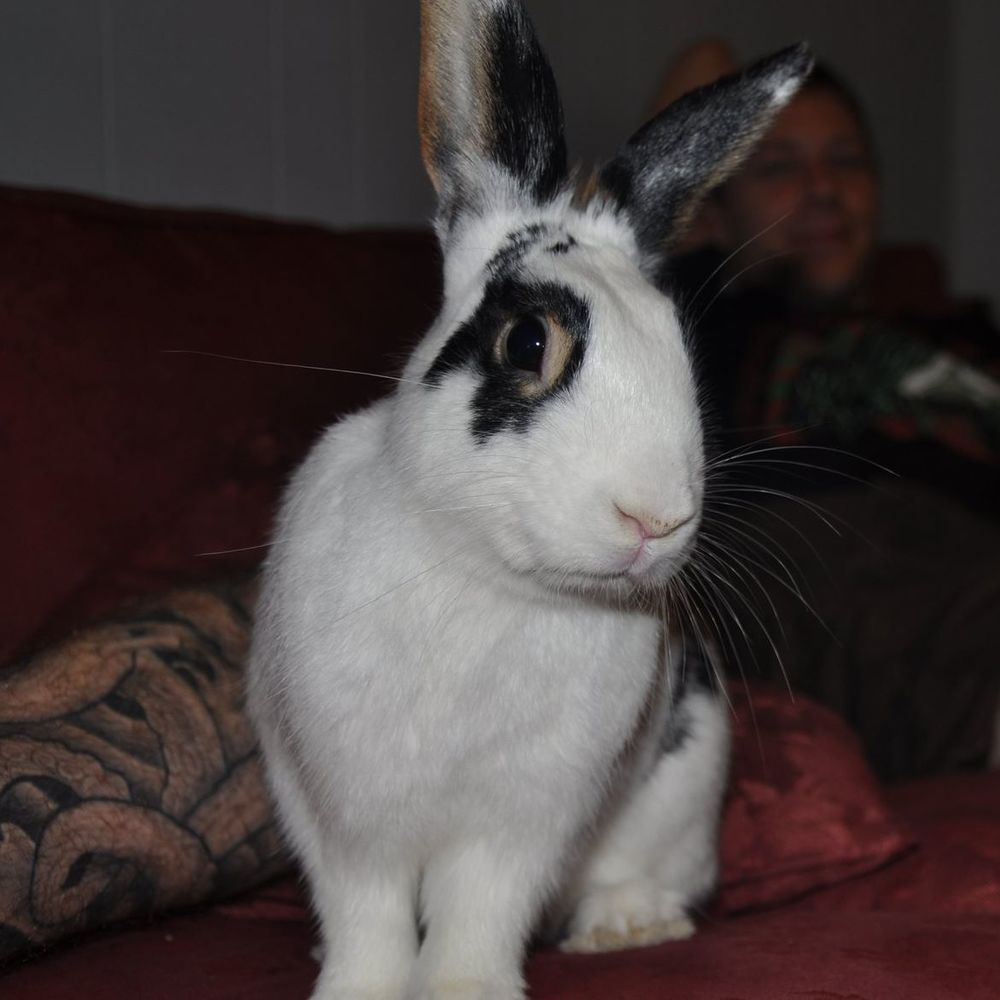 Meet your Posher, Captainlarry